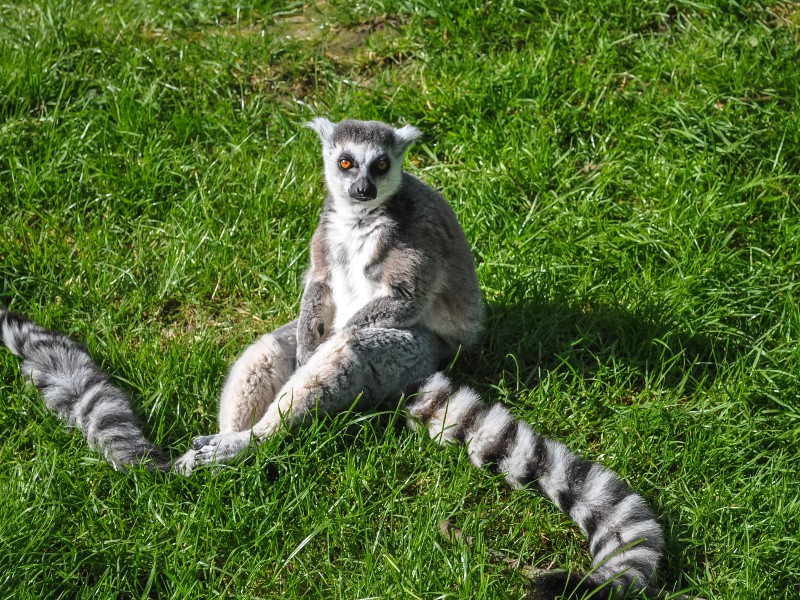 Deze maki zit lekker te chillen in de zon in Dierenrijk