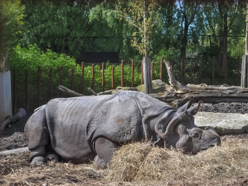 Wow wat is deze neushoorn een indrukwekkkend beest!