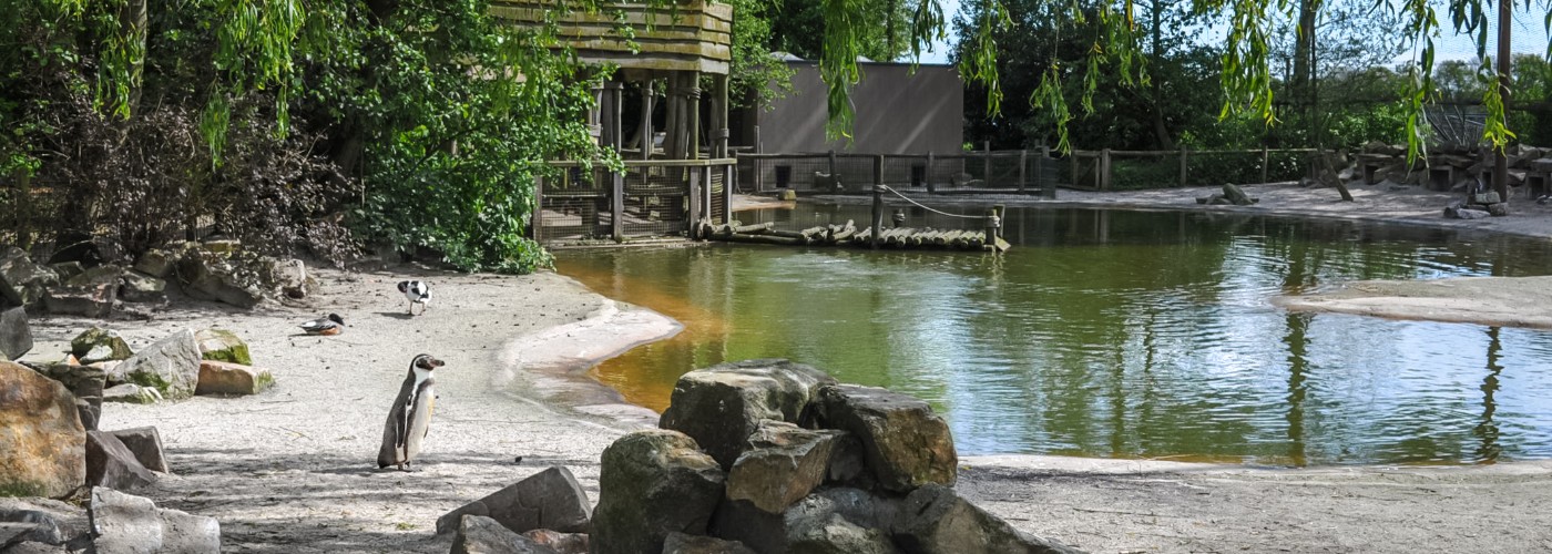 Het mooie Pinguïn verblijf in het Brabantse Dierenrijk