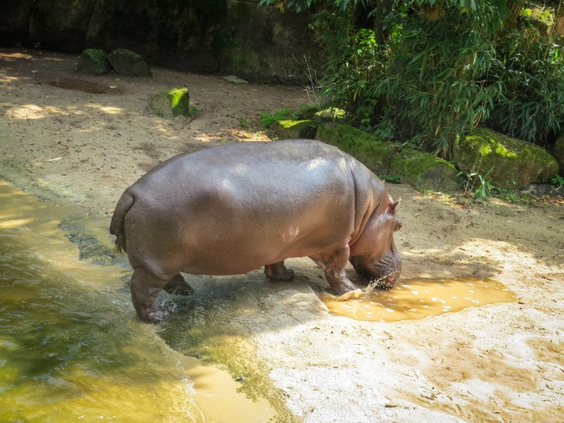 De Eifelzoo is een leuke kleinschalige dierentuin dierentuin hannover