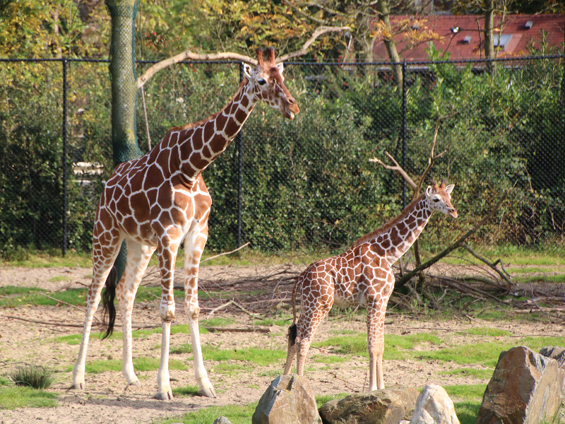De giraffen in Diergaarde Blijdorp in Rotterdam