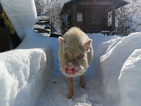 Ook de dieren genieten van de sneeuw!