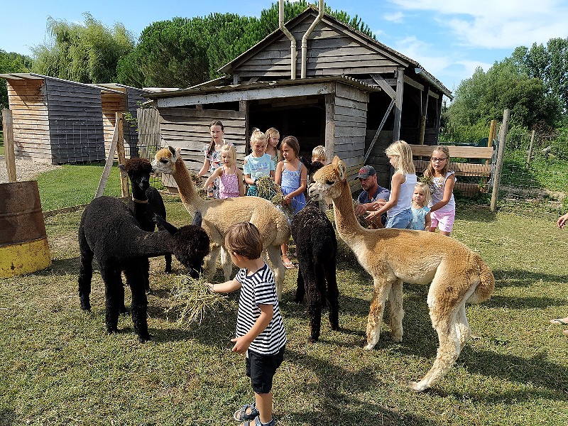 Leuke alpaca activiteiten tijdens de Alpaca-Doe-Week!