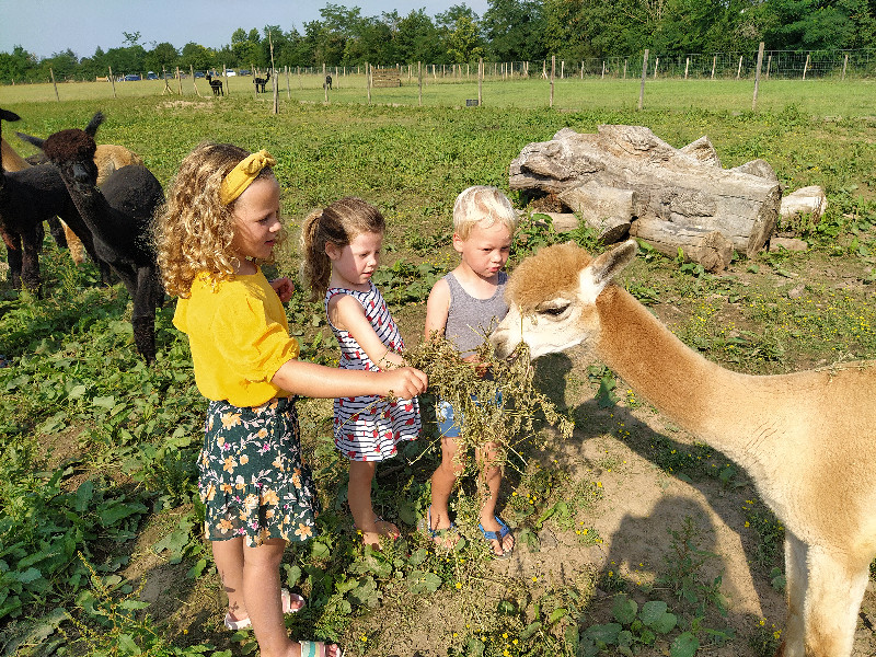 De kinderen geven de Alpaca iets te eten bij Domaine Ramonjavel.