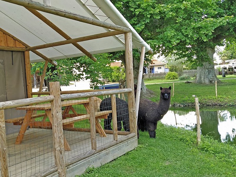 Het is hier letterlijk glamping tussen de alpaca's!