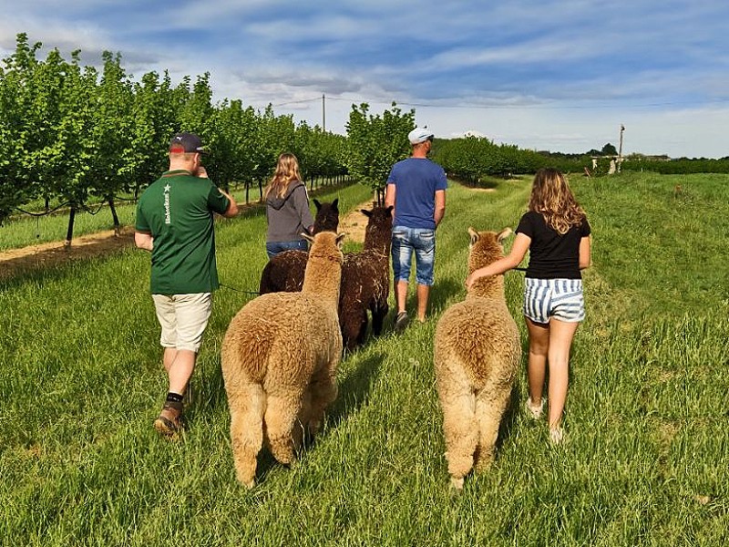 Lekker wandelen met de alpaca's!
