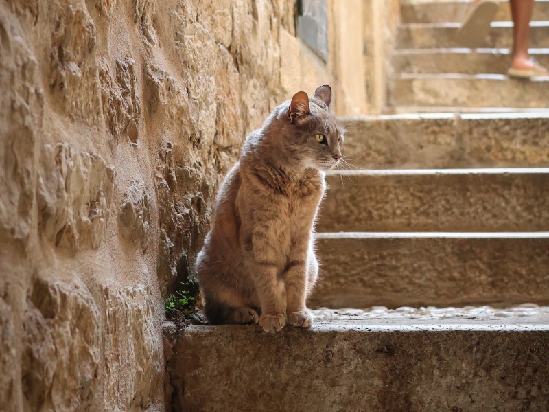 Een poes in een steegje in Dubrovnik