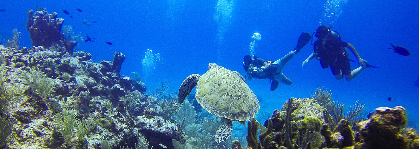 Ook de flamingo's zijn happy op het strand van Aruba