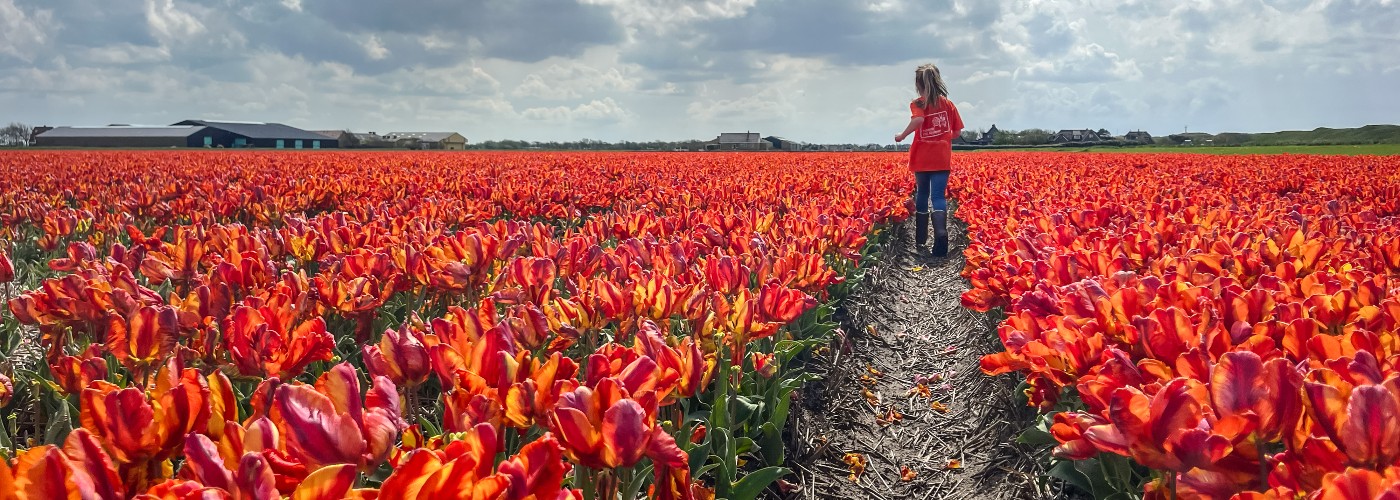 De Bollenvelden op de Duinzoomhoeve in Noord-Holland