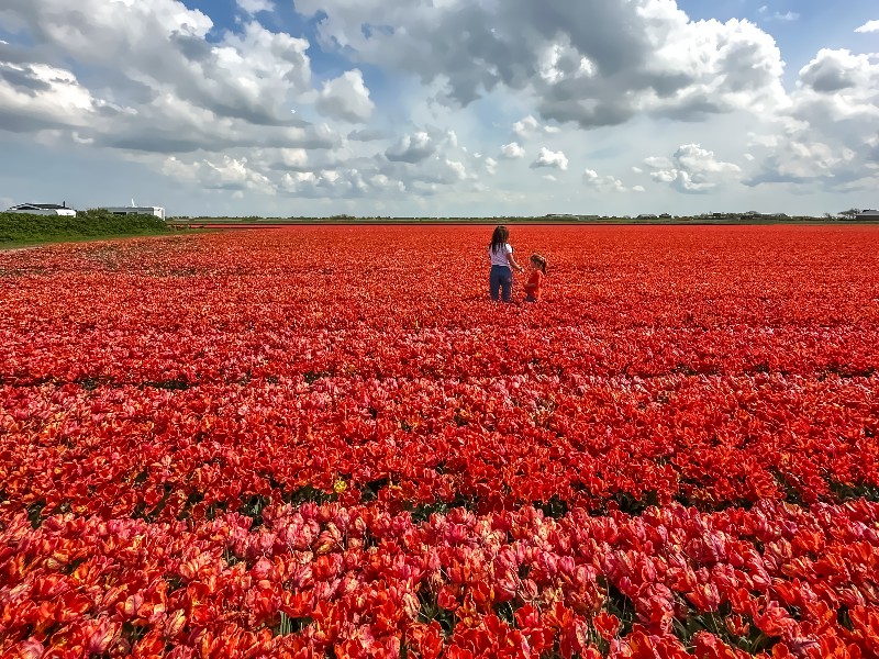 Simone en haar dochter in het bollenveld van de Duinzoomhoeve