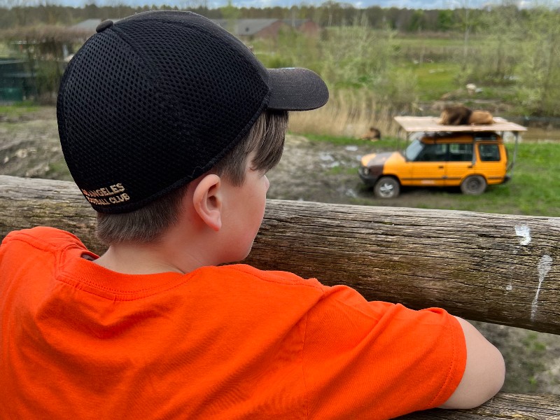 De zoon van Barbara kijkt naar de leeuwen die chillen in ZooParc Overloon