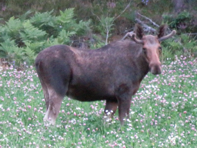 Yesss, eland gespot!