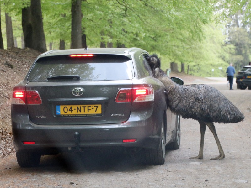 Deze emoe komt even in de auto kijken...