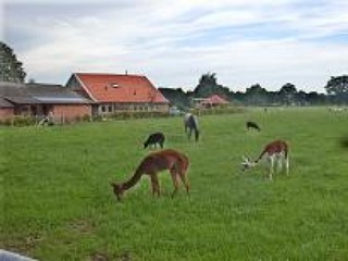 Hertjes in de wei bij Erve Getkot