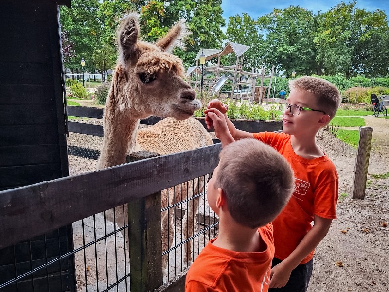 De alpacas waren favoriet bij onze jongens