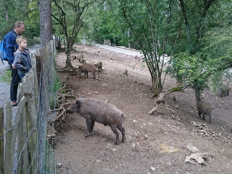 Everzwijnen bij het domein van Han