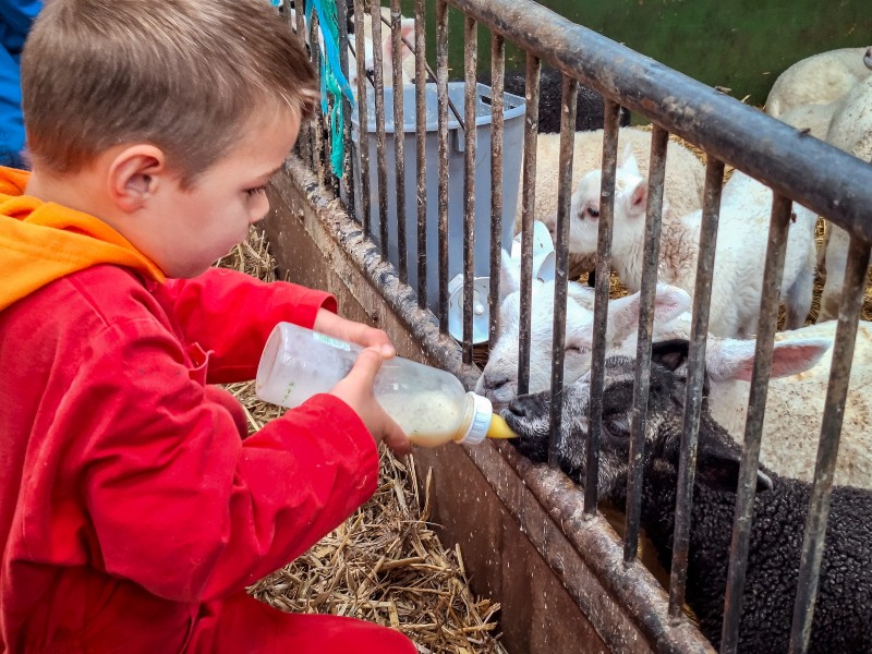 In het voorjaar mag je de lammetjes de fles geven