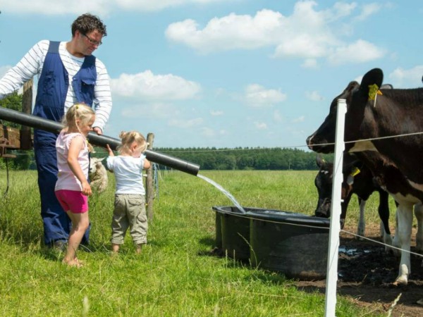 Koeien voeren bij FarmCamps 't Looveld