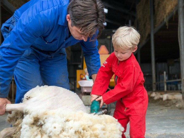 Kindje helpt met het schapen scheren