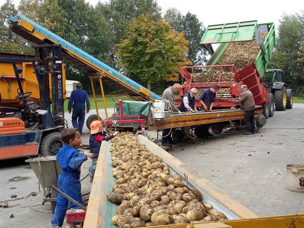 Helpen met aardappelen oogsten