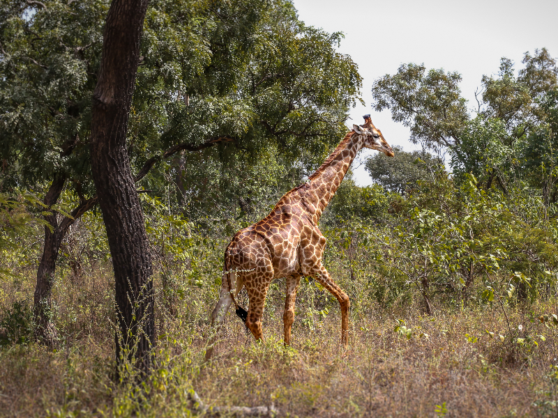 Giraffen spotten in Fathala Wildlife Reserve in Senegal