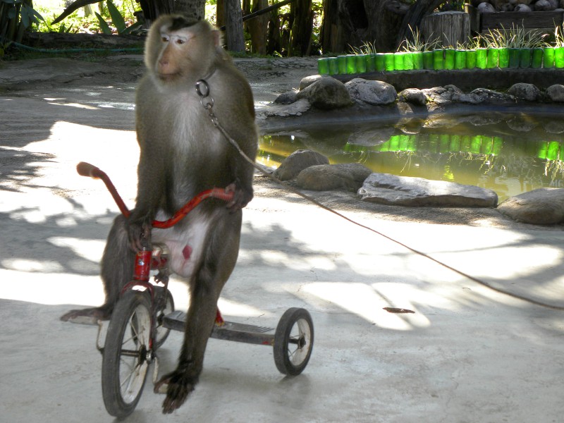 Fietsende aap op de Monkey school