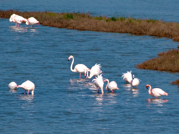 Flamingo's in de Po Delta