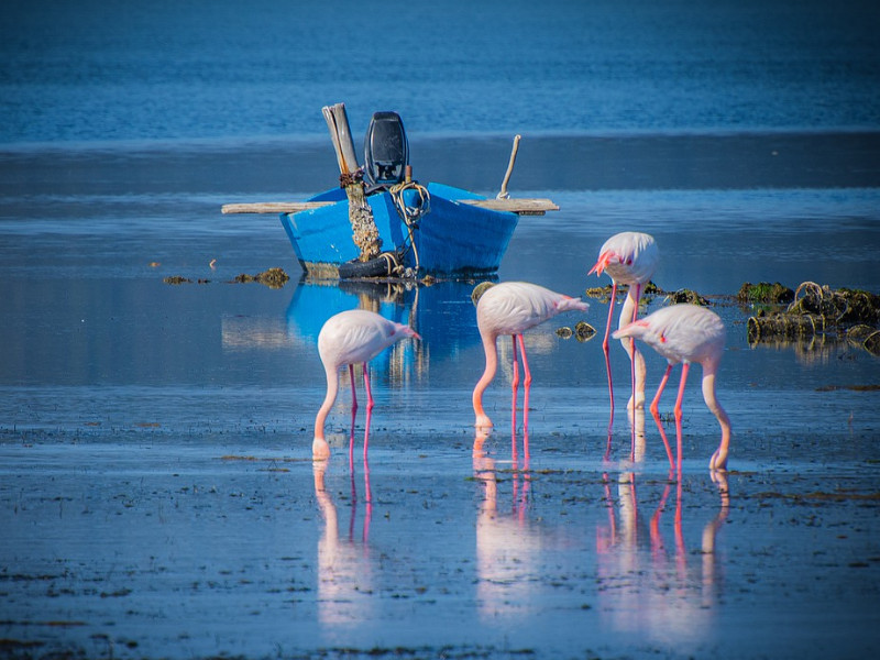 Flamingo's op Sardinië