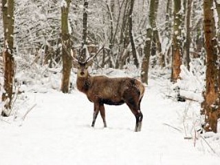 Een hert in de winter in de Oostvaardersplassen
