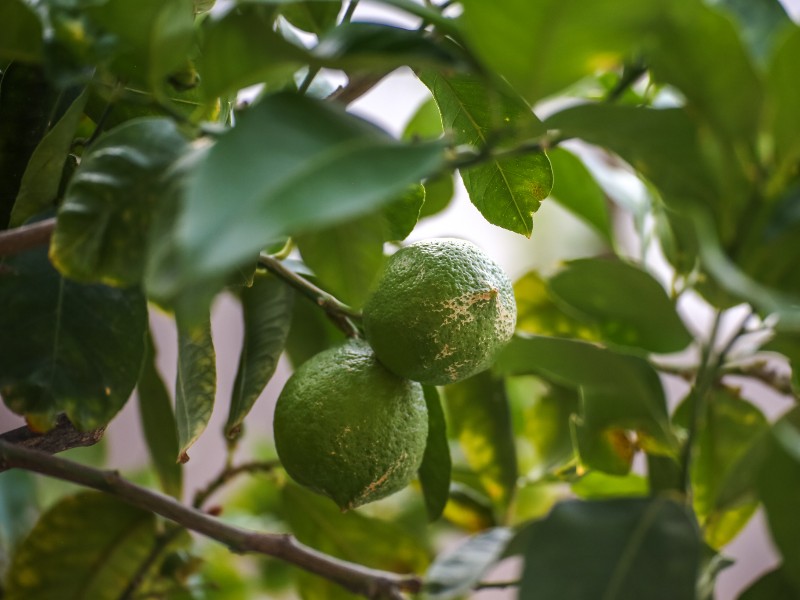 Overal staan mooie citrusbomen, vol citroenen en limoenen.