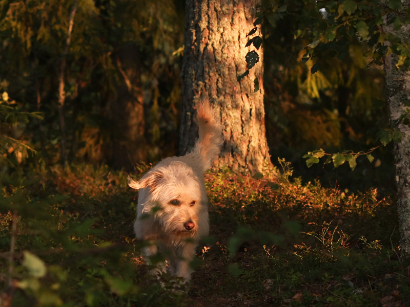 Freddy onze hond gaat natuurlijk ook mee