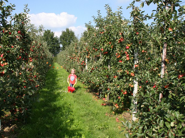 Zelf fruit plukken in de Betuwe!
