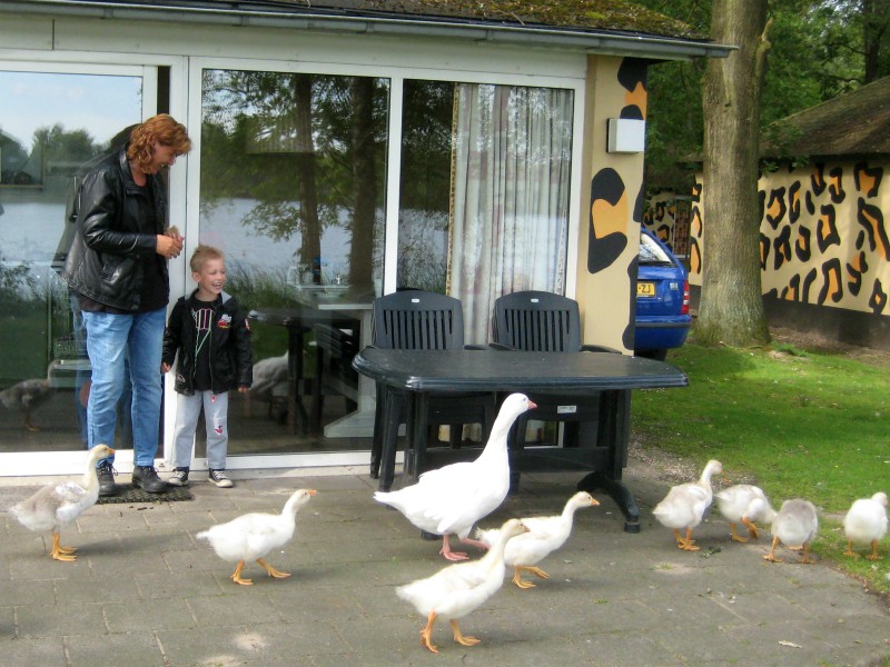 Ganzen voeren bij de Jungalow