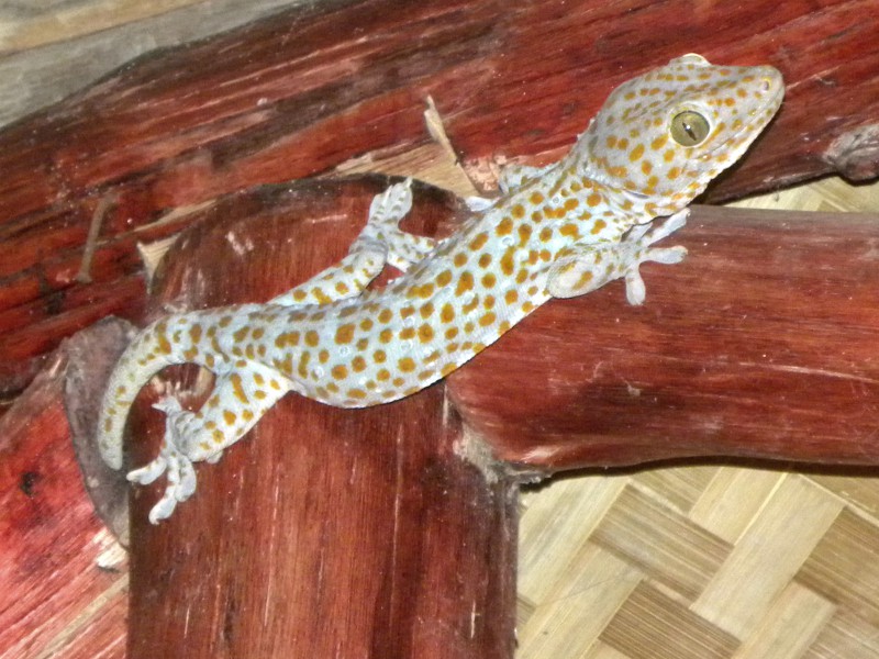We spotten deze grote gecko