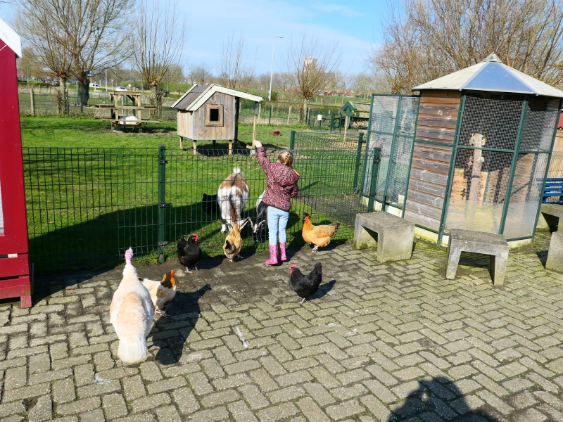 Geitjes voeren bij de kinderboerderij Brielse Plantage