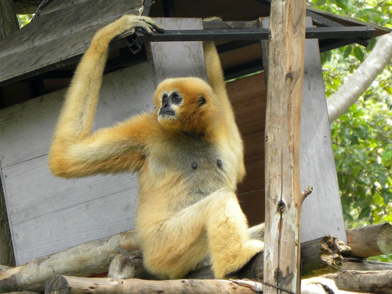 De witte gibbon vinden de jonges erg interessant