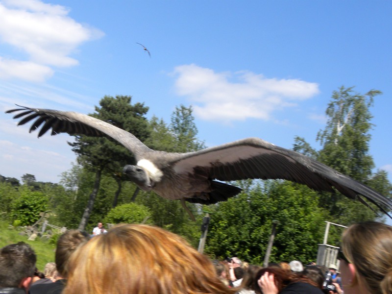 De gieren vliegen vlak over je hoofd!