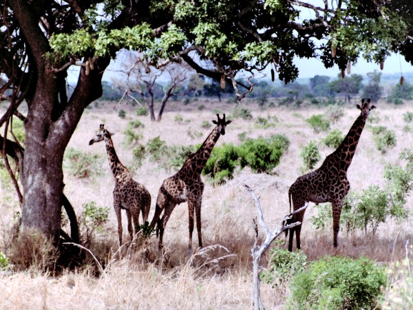 Giraffen in Mikumi National Park