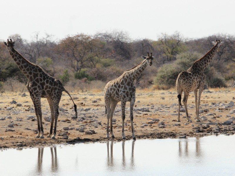 Giraffen in het wild