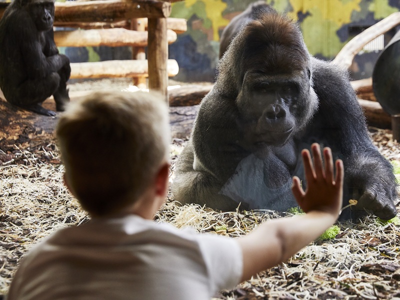 GIVSKUD ZOO TUI gorilla