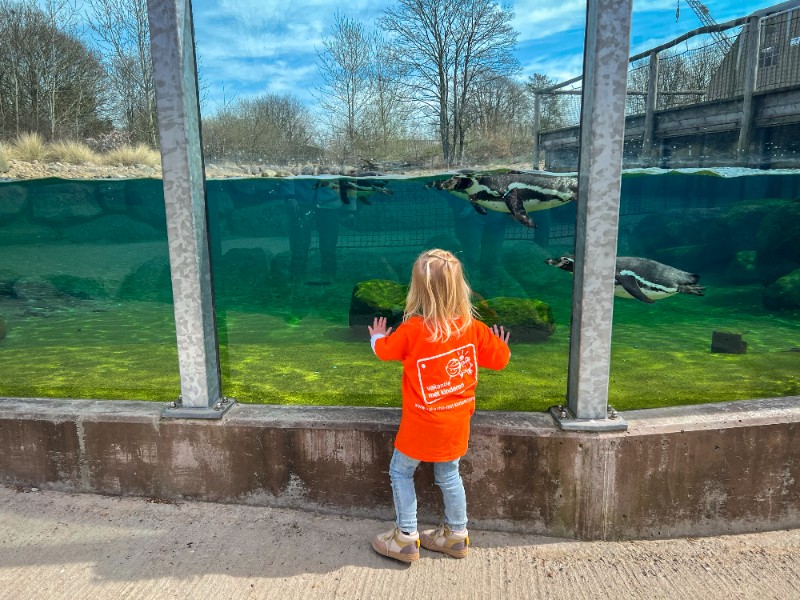 onder het water kijken bij de pinguïns