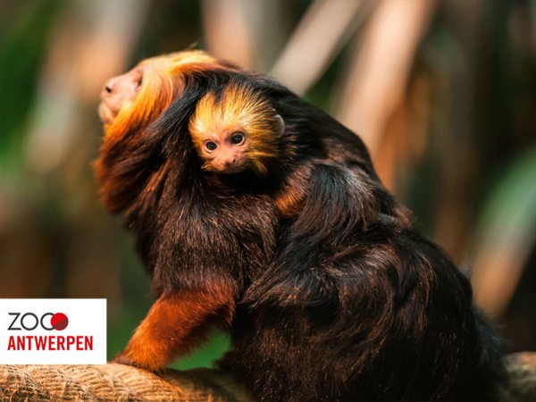 Goudkopleeuwaapje met jong in Antwerpen Zoo