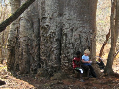 Nieuwe vriendjes maken onder de grote baobab