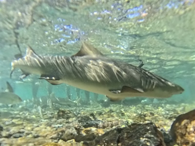 Haaien spotten in Shark Bay op Sal, Kaapverdië
