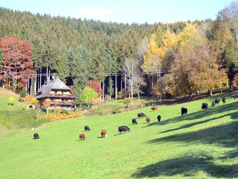 Boerderij Hanselehof ligt op een prachtige locatie in het Zwarte Woud