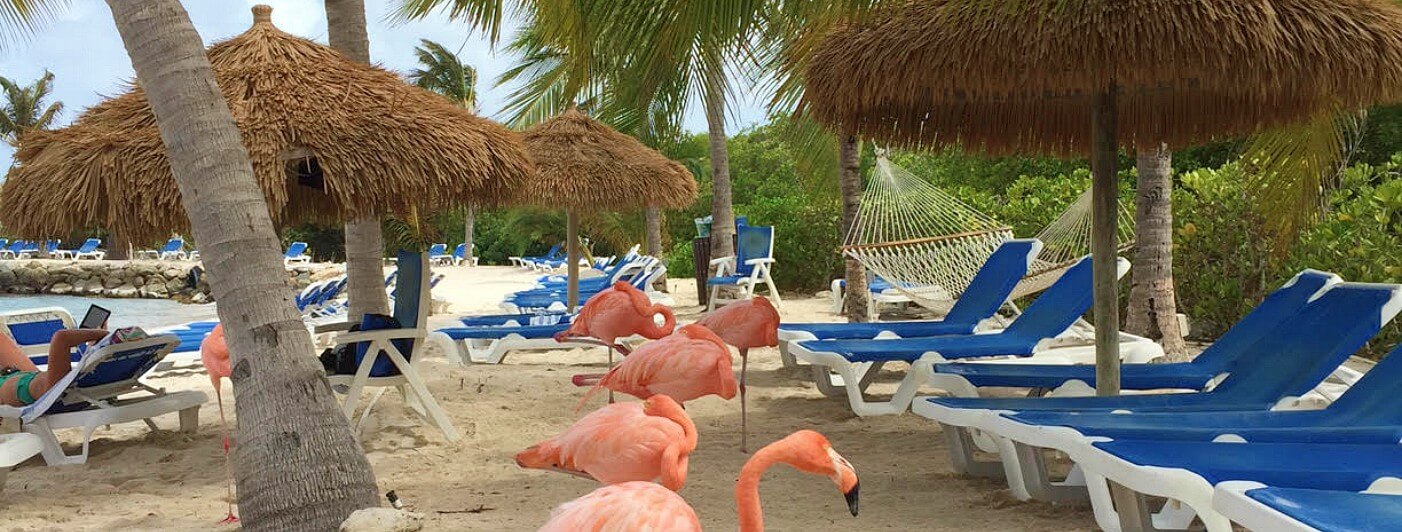 Ook de flamingo's zijn happy op het strand van Aruba