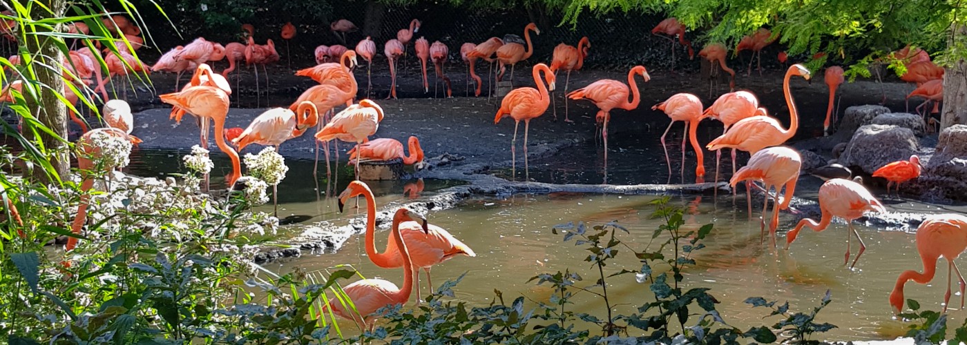 De flamingo's in Avifauna