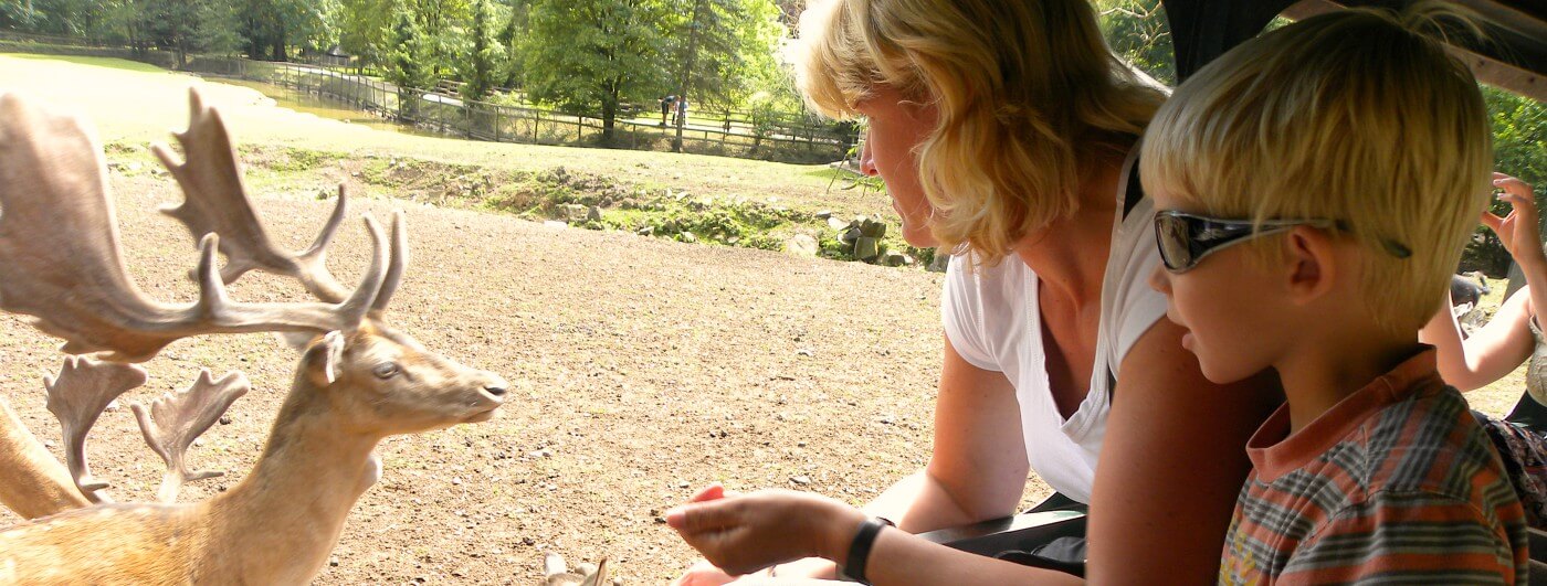 Hertjes voeren in de dierentuin in de Eifel