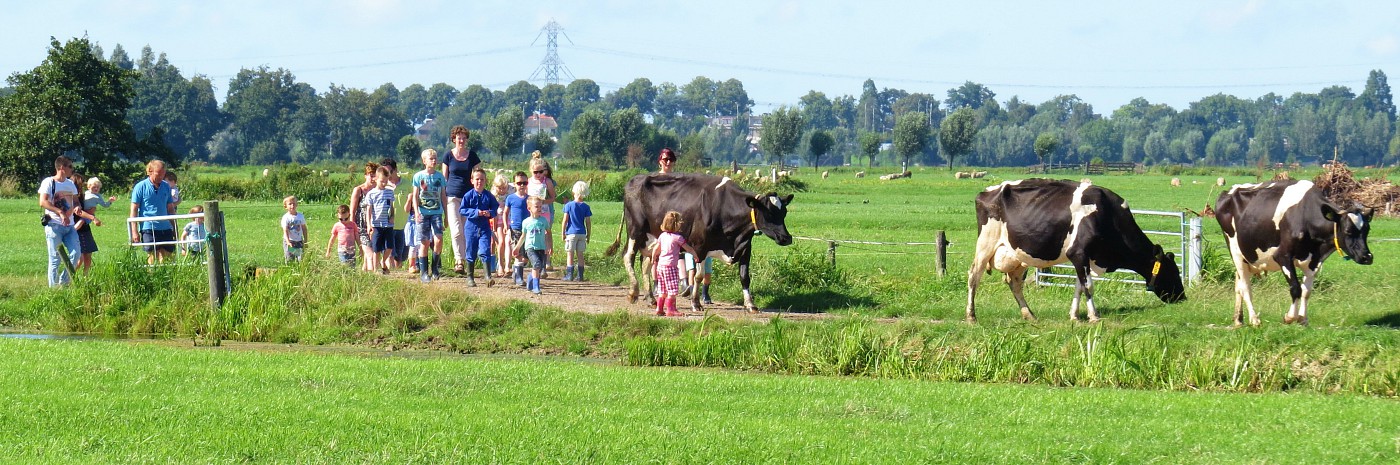 Met zijn allen de koeien van het land halen.