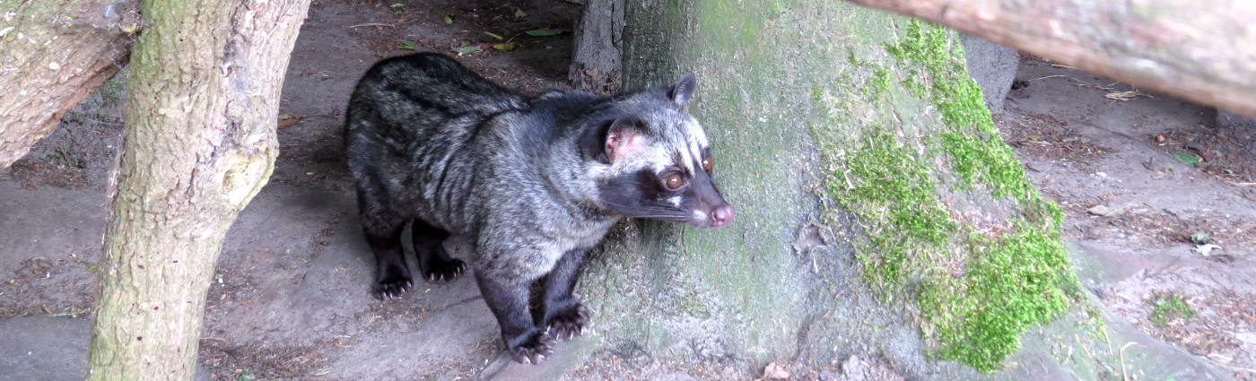 De Loewak in Indonesische dierentuin Taman Indonesia